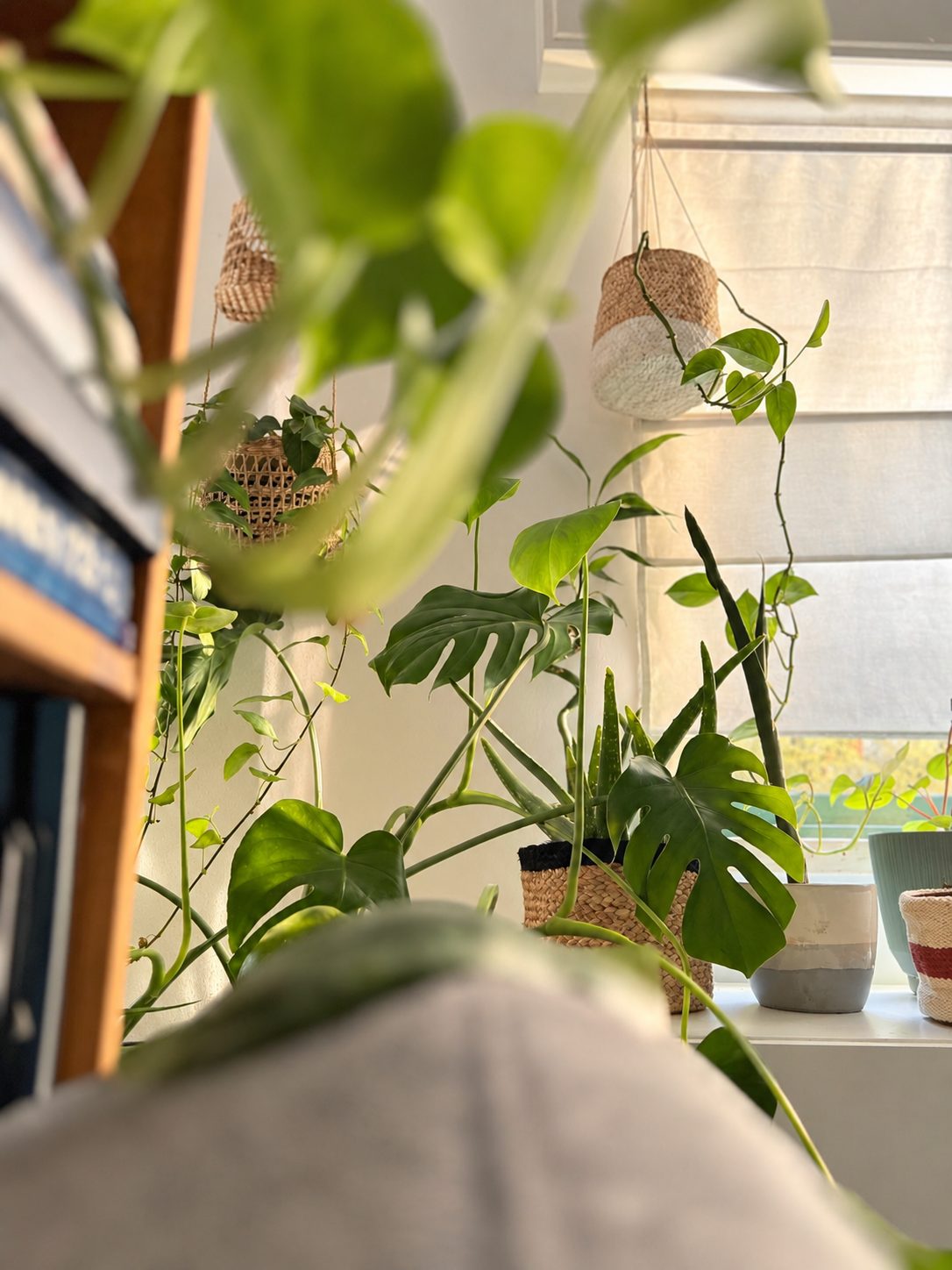Plantas junto à janela, ao lado das estantes de livros